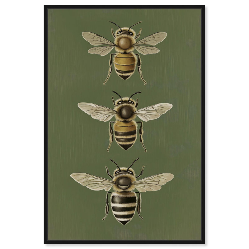 Anatomie de l'abeille , Structure noire, H 16 po x l 11 po