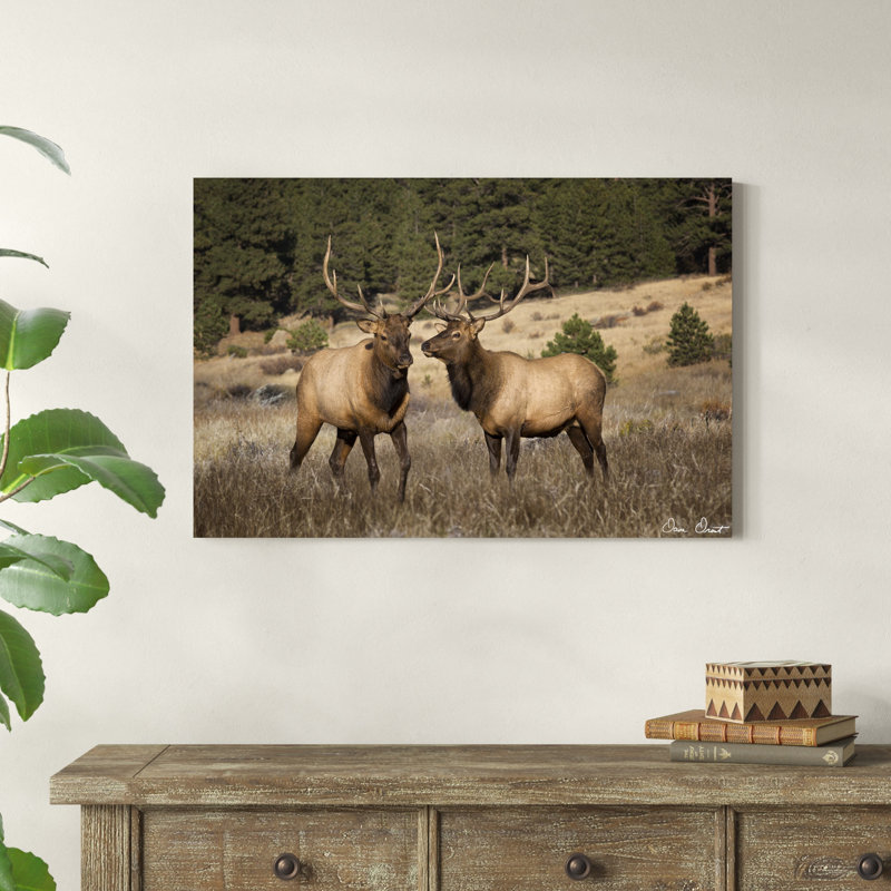" Elk Study IV ", 24" H x 36" W x 1.25" D