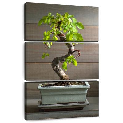 Bonsai Harnek dans un pot