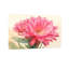 Plantes et fleurs fleur de cactus rose avec tige verte et feuilles-1068214609-1068214611-1068214614