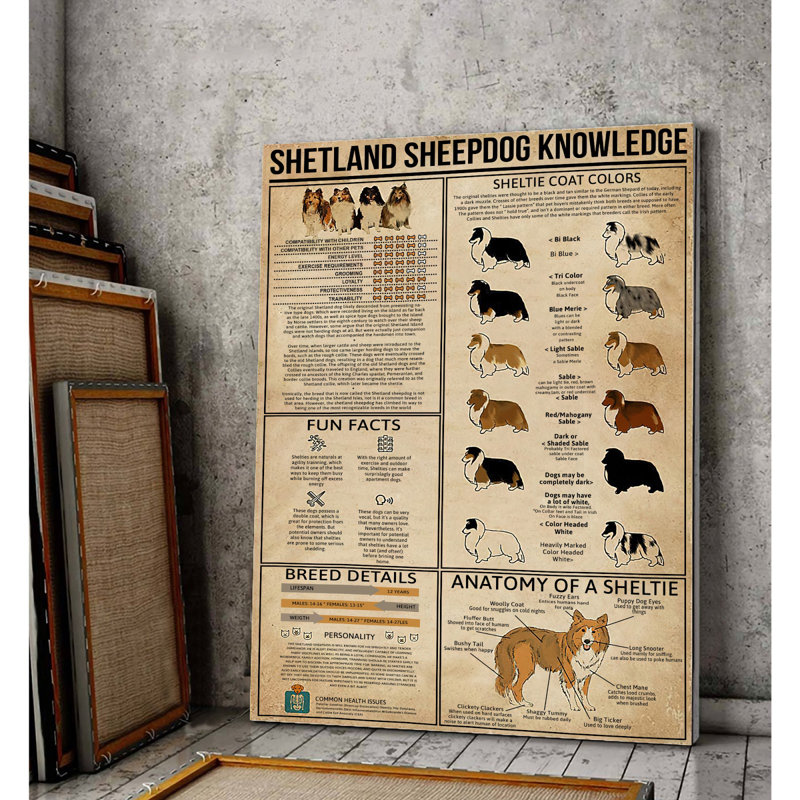 Shetland Sheepdog, galerie de savoirs sur toile tendue - décor d'illustrations animales, noir et orange
