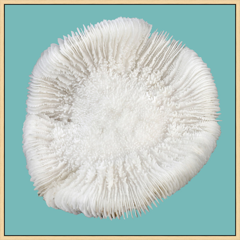 Coral Aqua, reproduction de photo encadrée de 4 pi