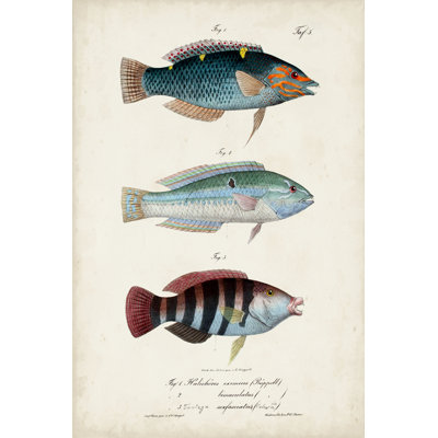 Trio de poissons antiques III