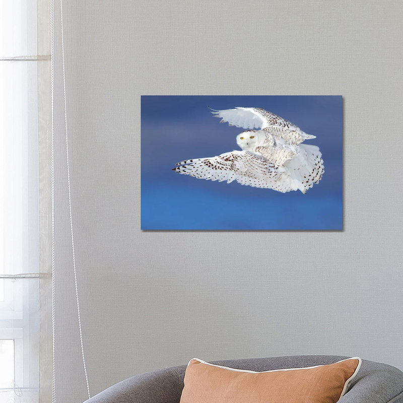 Flight Of The Snowy - Snowy Owl by Jim Cumming - Wrapped Canvas Print, 45.72cm H x 66.04cm W x 1.905cm D