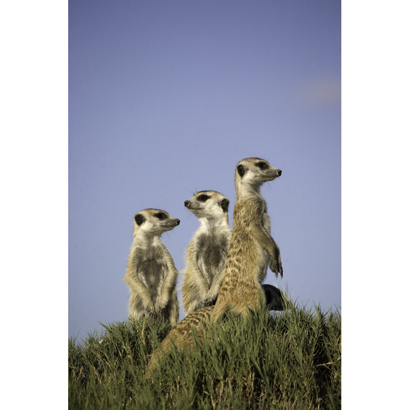 3 Meerkats Standing Sentry by Pjmalsbury, 18" H x 12" W