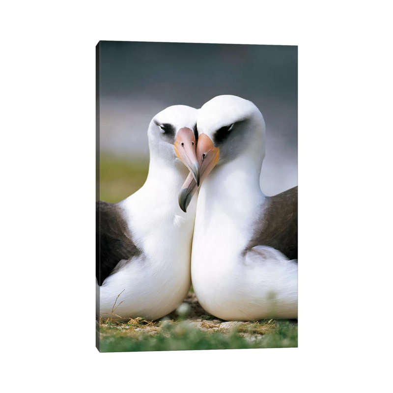 Laysan Albatross Pair Bonding, Midway Atoll, Hawaii II 1 Piece Wrapped Canvas Wall Art, 66.04 cm H x 45.72 cm W x 3.175 cm D