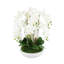 Orchid Arrangement in Round Fiberstone Pot-1233830116