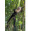 " Capuchin Monkey On Tree "