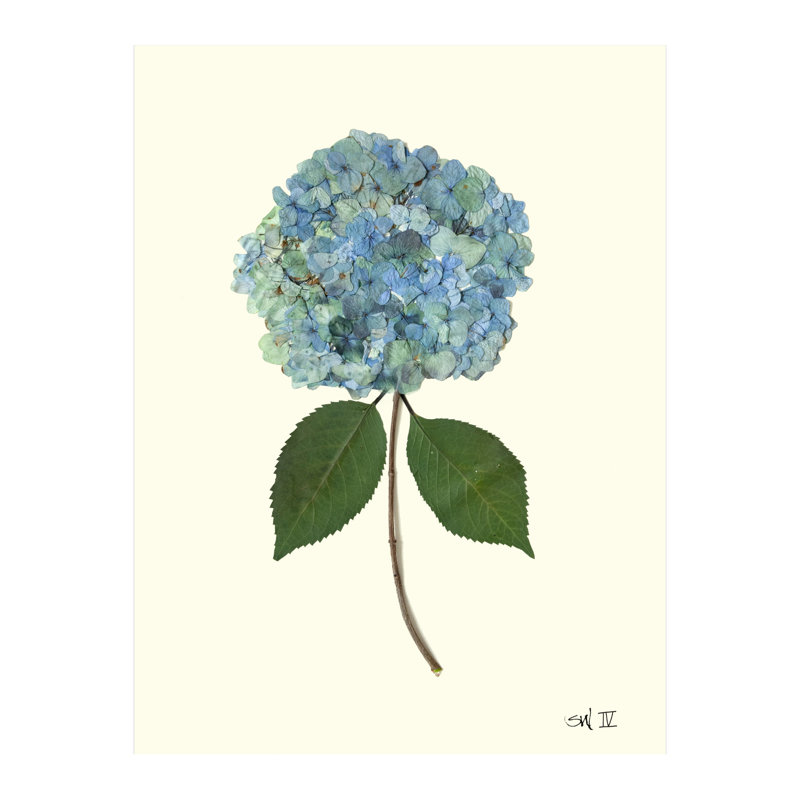 Pressed Botanical Set by Sandy Whitaker, 35" H x 39.75" W