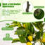 48 en faux citronnier en pot plante d'intérieur / extérieur