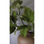 Faux Branch