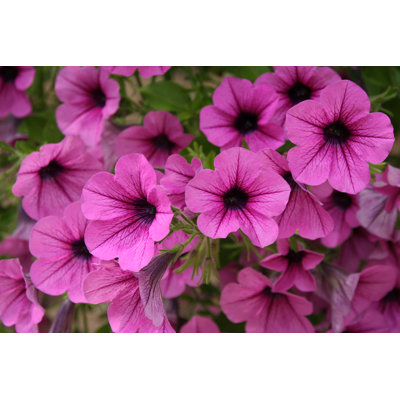 Pink petunia
