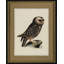 Antique Owl I Print