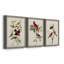 Pl 354 Louisiana Tanager - Ensemble de 3 peintures sur toile encadrées-384900199-384900187
