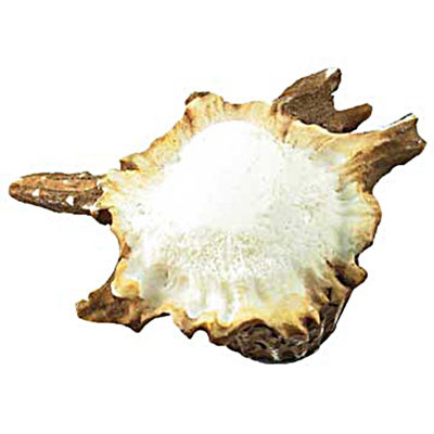 Oversized Wildlife Wilderness 3" Length Knob