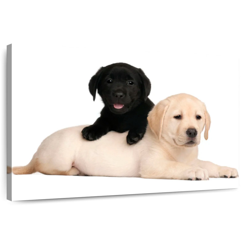 Yellow And Black Lab, 32" H x 48" W