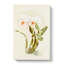 Magnolia Flowers Illustration Tab.12 by Frederick Sander - Wrapped Canvas Print-55307779