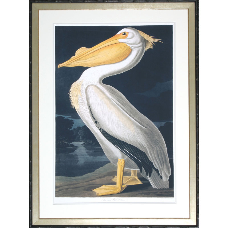 « american white pelican », reproduction encadrée