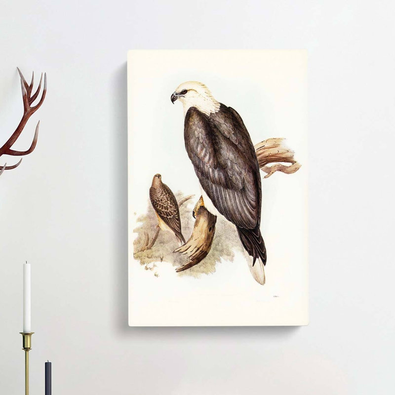 White Bellied Sea Eagle by Elizabeth Gould - Wrapped Canvas, 76cm H x 50cm W x 3cm D