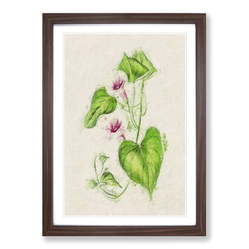 Illustration of Sweet Potato Flowers - Picture Frame Painting Print, 48cm H x 36cm W x 2cm D, Walnut Framed