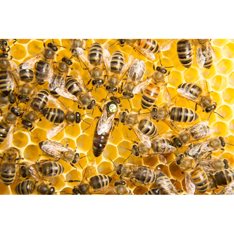 «Elyn Honeybee Hive» sur toile, H 8 po x l 12 po