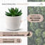 14 cm H Faux Bonsai Succulent Plant-1369708914