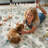Goldene Animal & Insect Machine Washable Area Rugs with Non-Slip Backing for Living Room, Dining Room, Bedroom-1254767450