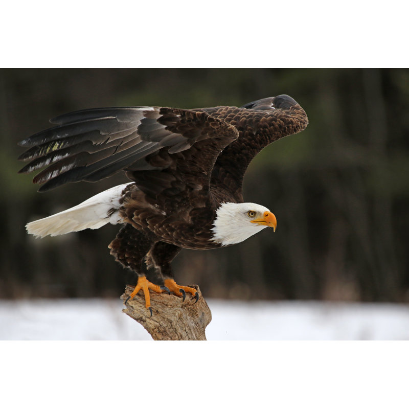 «Bald Eagle Take-Off» - Photographie sur toile tendue, L 18 po x H 12 po