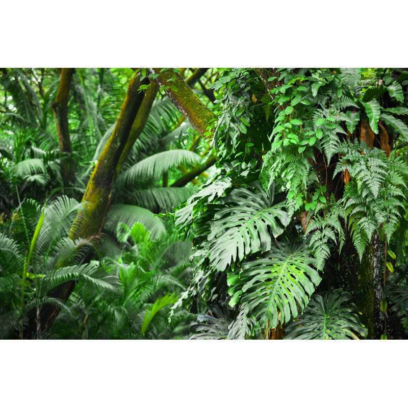 Tropical Rainforest by TommL - No Frame Art Prints on Canvas, 61cm H x 91cm W