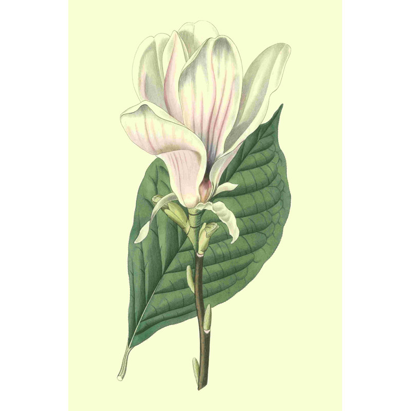 Yulan Magnolia, H 36 po x l 24 po