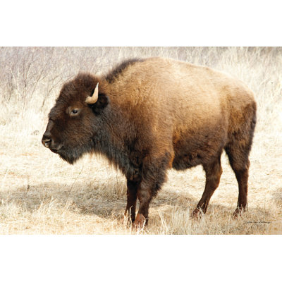 American Bison III - Wrapped Canvas Print
