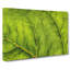 Leaf Veins - Wrapped Canvas-56629193
