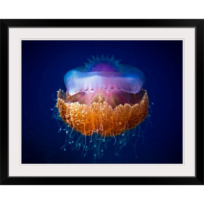 «Straub 'Fried Egg Jellyfish», impression