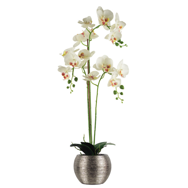 Anneus 70cm Plant