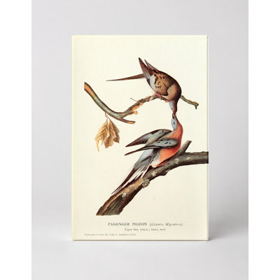 Passenger Pigeon (Columba Migratoria) — Portrait Canvas Wall Art
