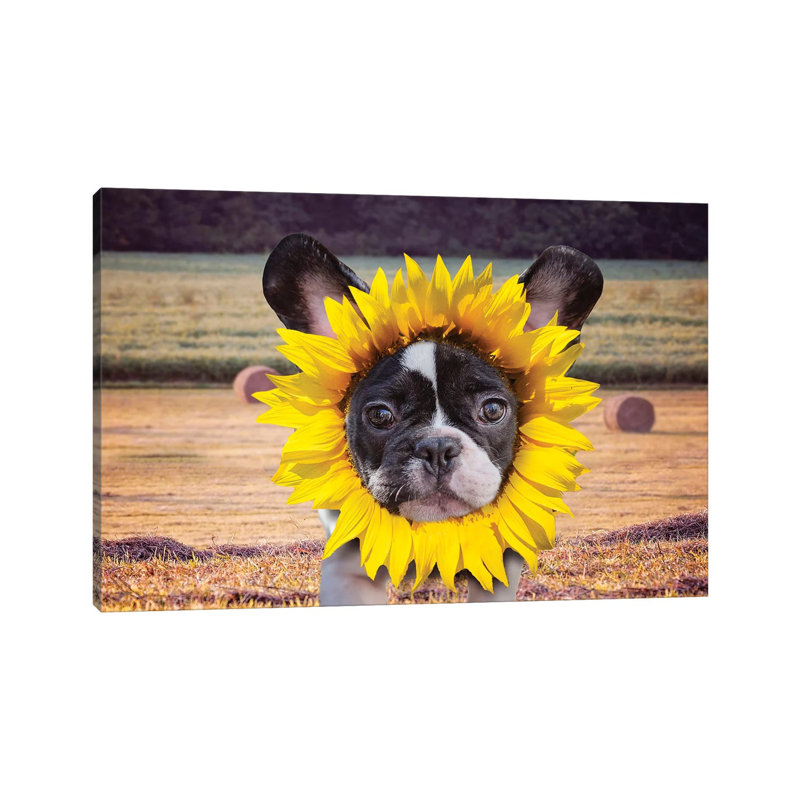 Sunflower Baby Frenchie by Karen Burke - Wrapped Canvas Gallery-Wrapped Canvas Giclée, 20.32cm H x 30.48cm W