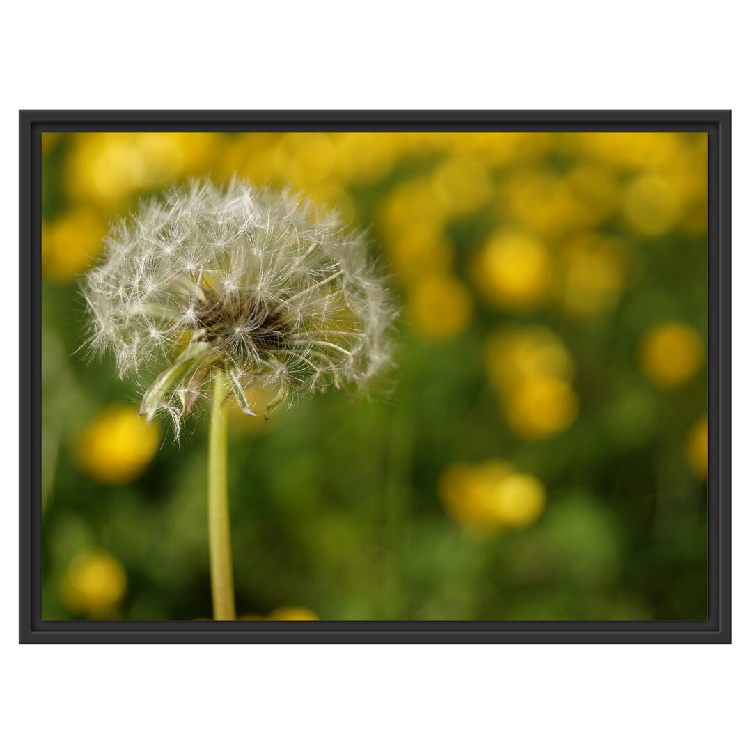 Gerahmtes Wandbild Pusteblume vor Wildwiese