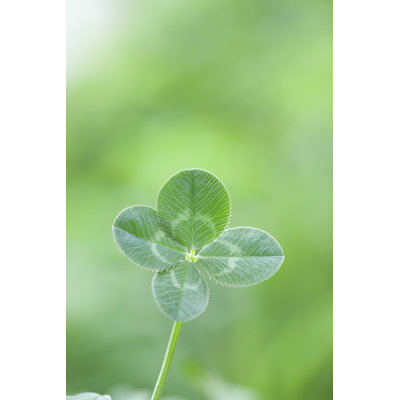 " Four-Leaf Clover "
