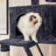 206cm H Cat Tree-57341743-105628841