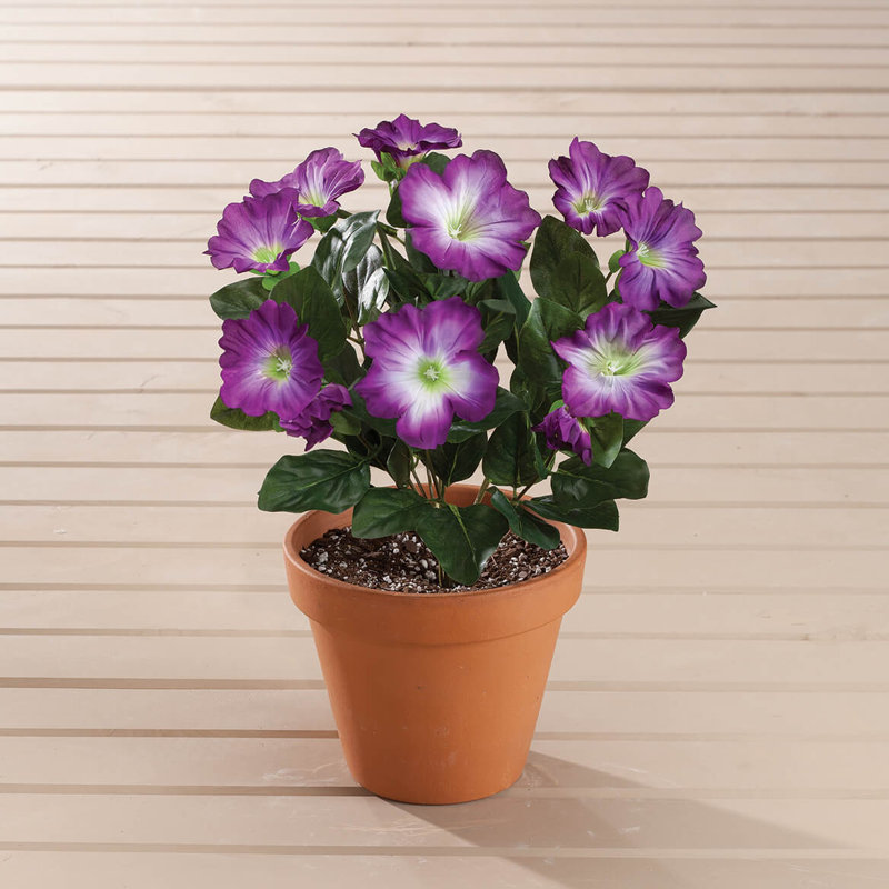 OakRidge Petunia Bush, Mauve