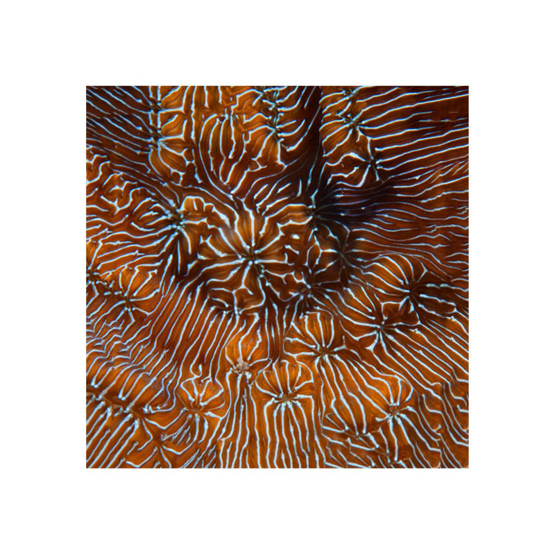 Underwater Beauty IX Print by Austin Beiv, 24" H x 24" W x 1.5" D, Glass Coat