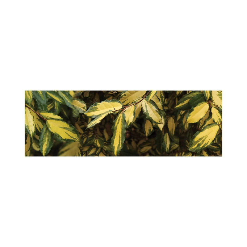 Close-Up Of Euonymus Leaves by Panoramic Images - Panoramic Gallery-Wrapped Canvas Giclée on Canvas, No Frame