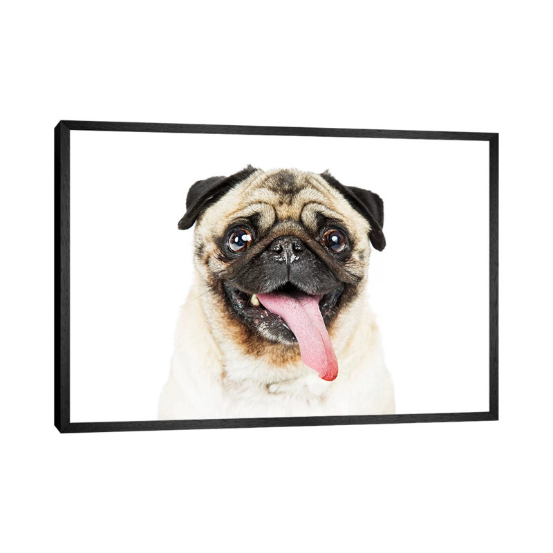 Closeup Pug Dog Tongue Hanging Out by Susan Richey - Gallery-Wrapped Canvas Giclée on Canvas, 66.04 cm H x 45.72 cm W