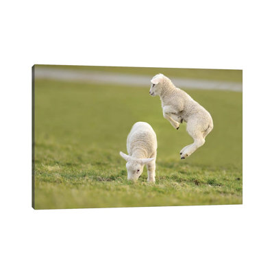 Jumping Lamb IV by Elmar Weiss - Wrapped Canvas Gallery-Wrapped Canvas Giclée