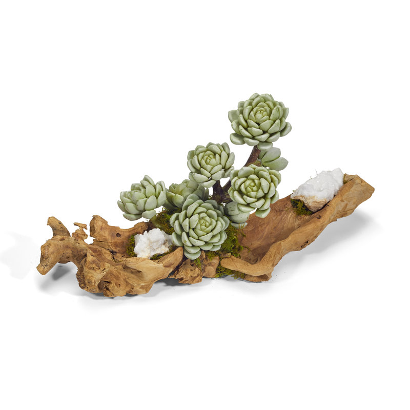 Plant in Wood Planter