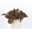 Live Red Fittonia Nerve Plant