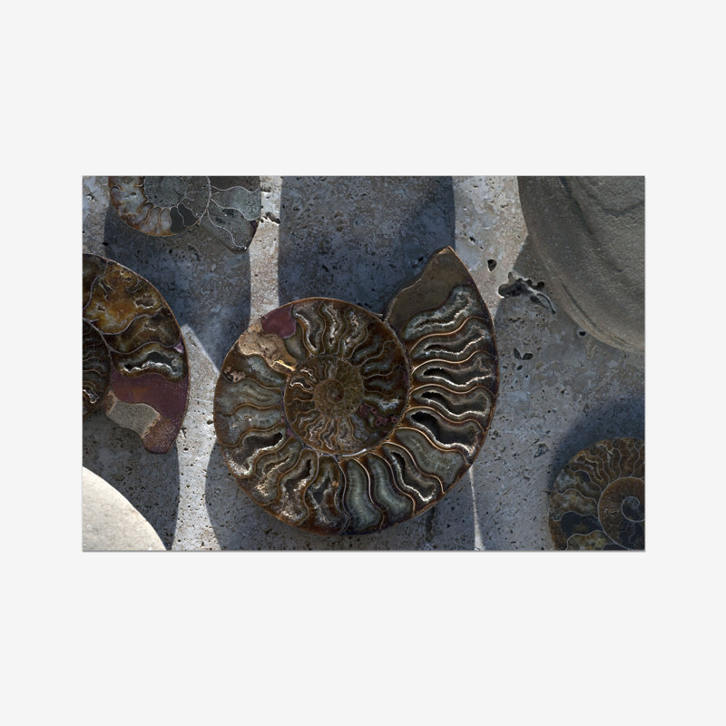 Gifts of the Shore XVI 1 Piece Wall Art, 51cm H x 76cm W, Wrapped Canvas
