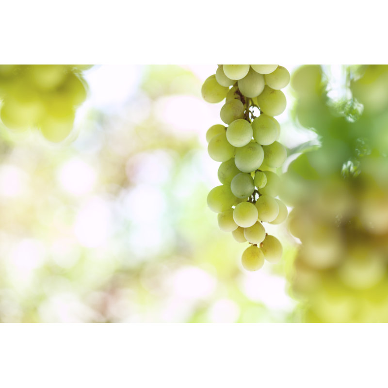 White Grape by Drbouz - No Frame Art Prints on Canvas, 61cm H x 91cm W