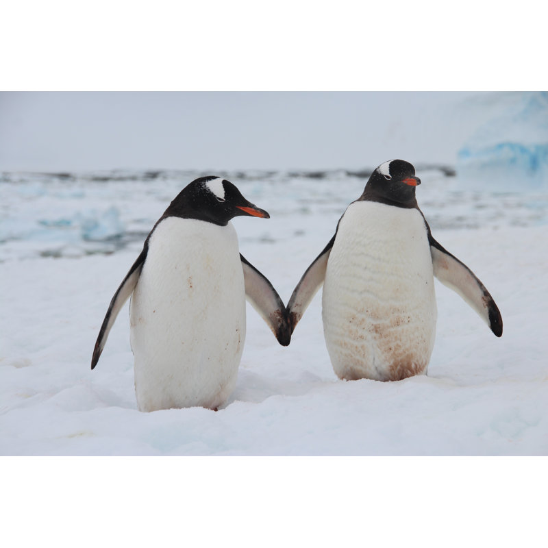 Gentoo Penguins - Wrapped Canvas Print, 81cm H x 122cm W x 3.8cm D