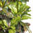 Croton Faux Bamboo Tree in Pot-23856924